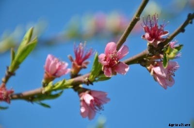 Frost Peach Information – How To Grow A Frost Peach Tree