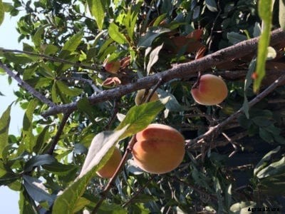 Santa Barbara Peaches: How To Grow Santa Barbara Peach Trees