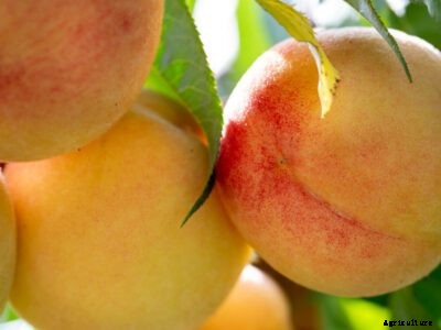 Peach ‘Honey Babe’ Care – Honey Babe Peach Growing Information