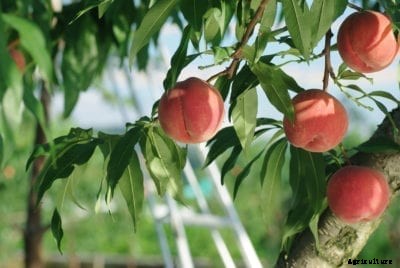 Strawberry Free Peach Info: What Is A Strawberry Free White Peach