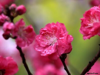 Red Baron Peach Info – How To Grow Red Baron Peach Trees