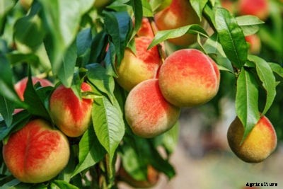 Peach Tree Dwarf Cultivars: Learn About Growing Small Peach Trees