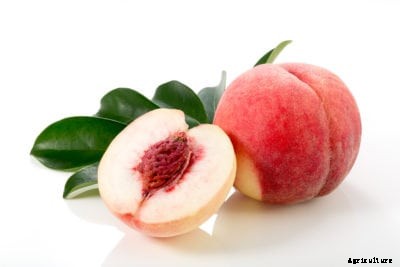 Peach ‘Arctic Supreme’ Care: Growing An Arctic Supreme Peach Tree