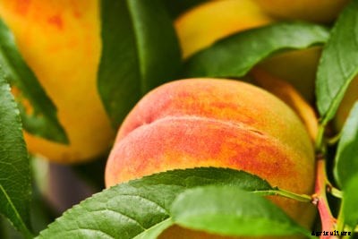 Golden Jubilee Peach Variety – How To Grow A Golden Jubilee Peach Tree
