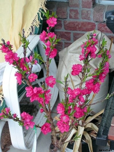 Bonanza Peach Growing – How To Care For A Bonanza Peach Tree