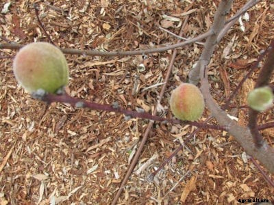 Growing Babcock Peaches: Tips For Babcock Peach Tree Care