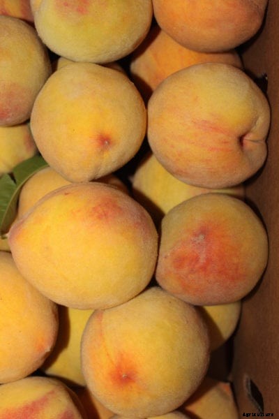 Elberta Peach Trees – How To Grow An Elberta Peach Tree
