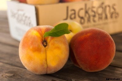 What Is A Contender Peach – Tips For Growing Contender Peaches