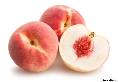 Growing White Peaches: What Are Some White-Fleshed Peaches