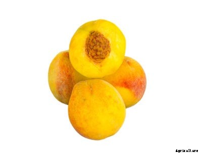 Popular Yellow Peaches – Growing Peaches That Are Yellow