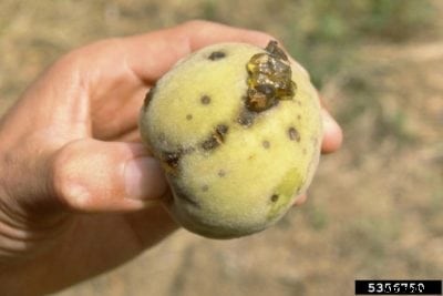 Peach Shot Hole Fungus: Recognizing Shot Hole Peach Symptoms