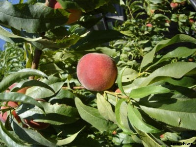 Suncrest Peach Growing – Suncrest Peach Fruit And Care Guide