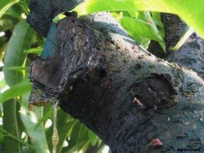 Is Peach Sap Edible: Learn About Eating Gum From Peach Trees