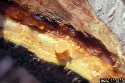 Peach Bacterial Canker Control: How To Treat Bacterial Canker On Peach Trees