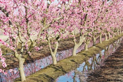 Treating Waterlogged Peach Trees – Is It Bad To Have Peaches In Standing Water
