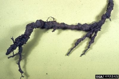 Nematodes In Peach Trees – Managing A Peach With Root Knot Nematodes