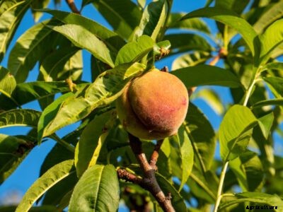Pix Zee Peach Tree Care – How To Care For A Pix Zee Dwarf Peach
