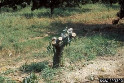 Xylella Fastidiosa Peach Control: How To Treat Phony Peach Disease In Plants