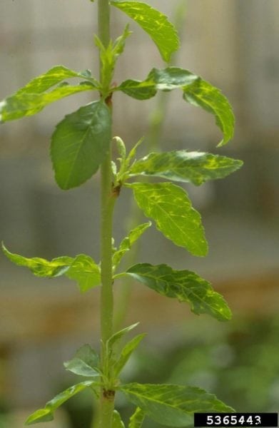 Mosaic Virus Of Peach Trees – Treating Peach With Mosaic Virus