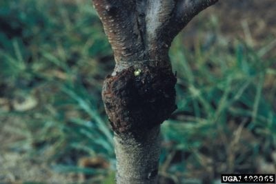 Peach Crown Gall Control: Learn How To Treat Peach Crown Gall