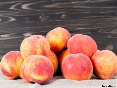 Indian Blood Peach Trees – Tips For Growing Indian Blood Peaches