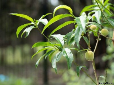 Eldorado Miniature Peach Tree – How To Grow An Eldorado Dwarf Peach