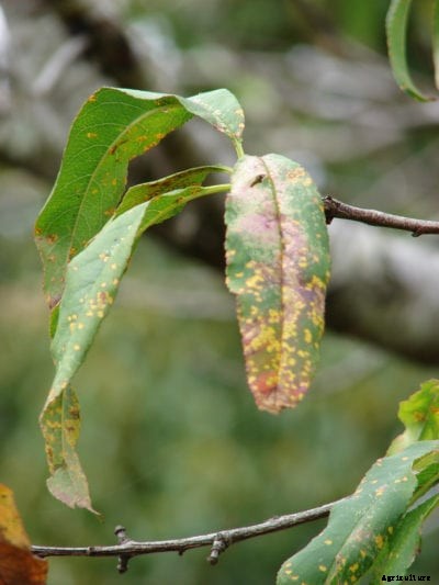Peach Rust Info: Learn How To Treat Peach Rust In The Garden