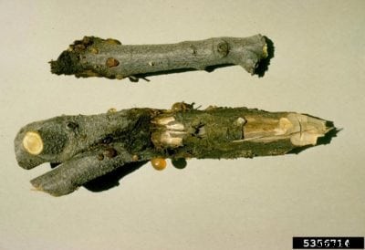 Peach Leucostoma Canker: Information About Cytospora Peach Canker