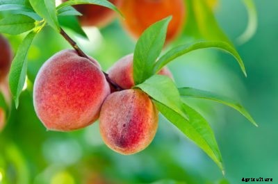 Tree Girdling Technique: Learn About Girdling For Fruit Production