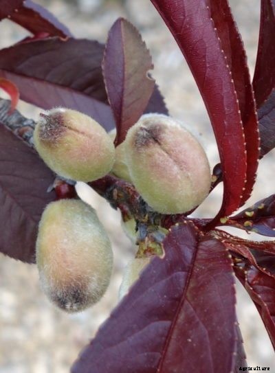 Caring For Purple Leaf Peach Trees – Tips On Growing A Purple Leaf Peach Tree