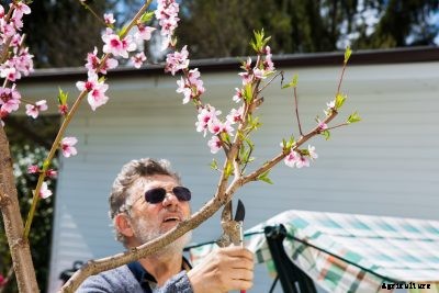 Peach Tree Pruning – Learn The Best Time To Prune A Peach Tree