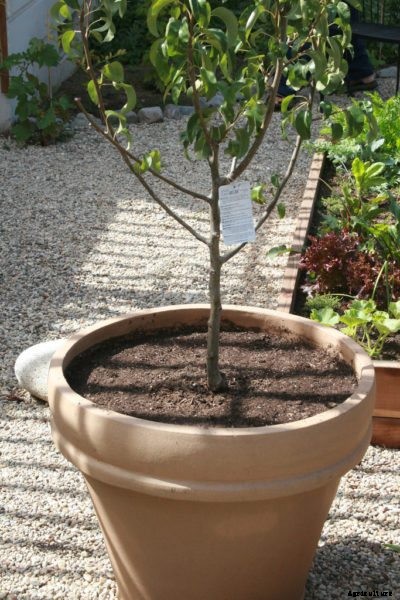 Can Peach Trees Grow In Pots: Tips On Growing Peaches In A Container
