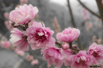 Growing A Flowering Peach Tree: Is An Ornamental Peach Edible