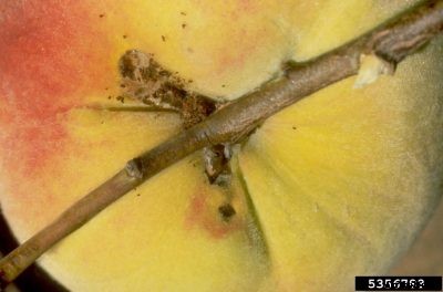 What Are Peach Twig Borers: Learn About The Peach Twig Borer Life Cycle