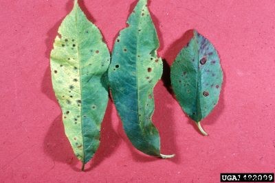 Peach Tree Leaf Spot: Learn About Bacterial Spot On Peach Trees
