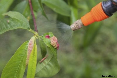Spraying Peach Trees: What To Spray On Peach Trees