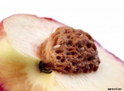 Saving Peach Seeds – How To Store Peach Pits For Planting