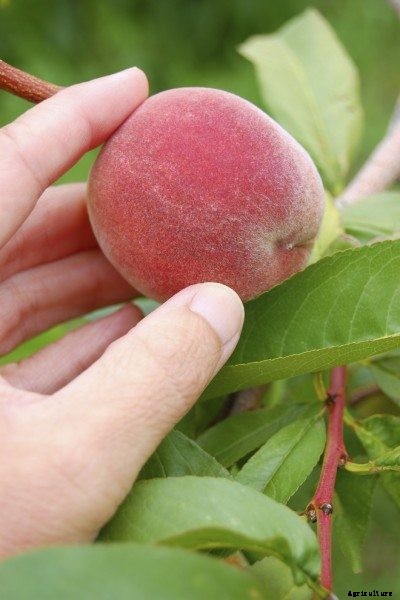 Peach Tree Harvesting: When And How To Pick Peaches