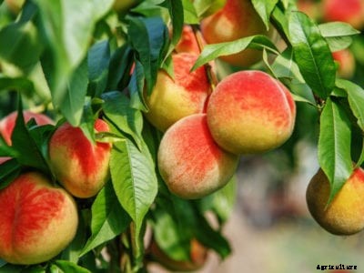 Peach Tree Fruiting – What To Do For A Tree With No Peaches