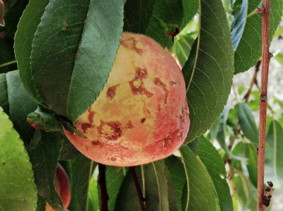 Brown Spot On Peach Fruit: Learn About Peach Scab Treatment
