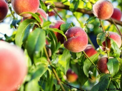 Why Do Peach Trees Need Cold And Chilling Requirements Of Peaches