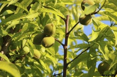 Peach Tree Thinning – How And When To Thin A Peach Tree