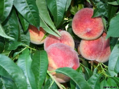 Peach Tree Dropping Fruit – Why Peach Fruit Is Falling Off Tree