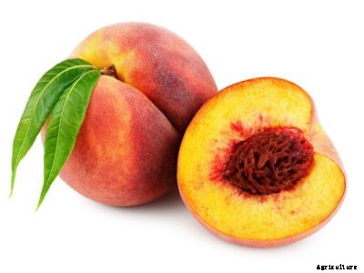 Planting Peach Seeds – How To Grow A Peach Tree From A Pit