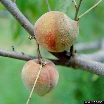 How To Treat Trees With Brown Rot