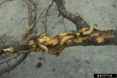 Tips For Peach Tree Borer Control