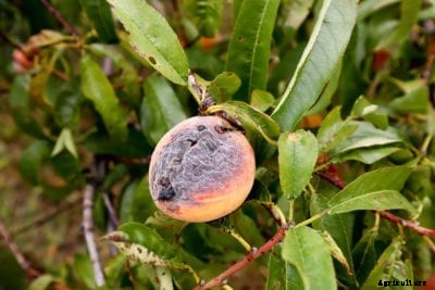 Common Peach Diseases: Peach Tree Care For Sick Trees