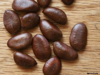 How To Plant Pawpaw Tree Seeds: Tips For Germinating Pawpaw Seeds