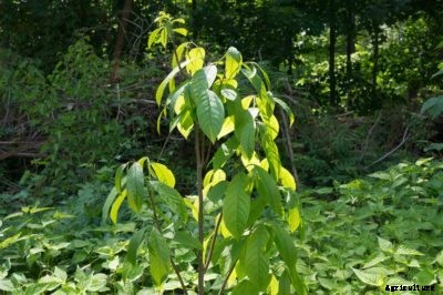 Pawpaw Trimming Guide: Learn How To Prune A Pawpaw Tree