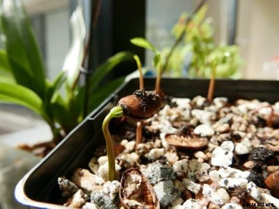 Tips For Propagating Pawpaws – How To Propagate A Pawpaw Tree